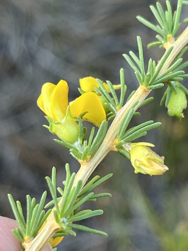Flat Arid Capegorse (Aspalathus arida)