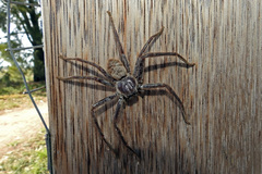 Isopeda canberrana