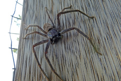 Isopeda canberrana