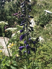 Delphinium elatum