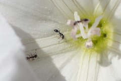 Monomorium ergatogyna