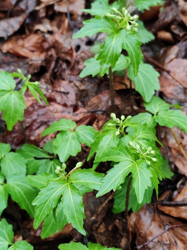 Image of Cardamine waldsteinii by (c) Ljaž, some rights reserved (CC BY)