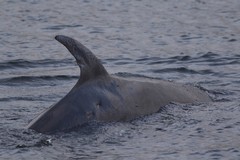 Balaenoptera borealis