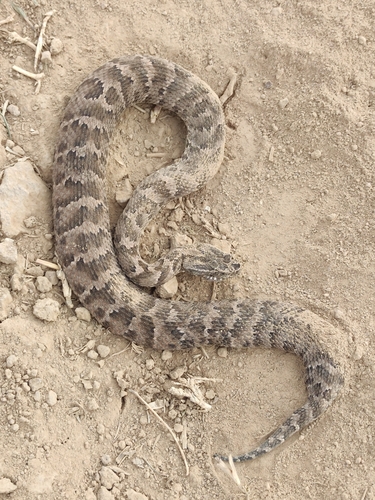 Photo of a Karaganda pitviper (Gloydius caraganus)