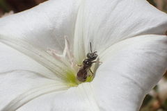 Halictus tripartitus