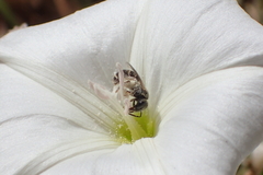 Halictus tripartitus