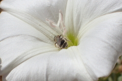 Halictus tripartitus