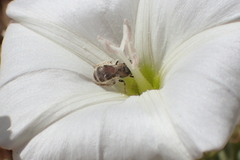 Halictus tripartitus