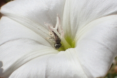 Halictus tripartitus