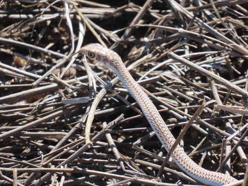 Cape Sand Snake