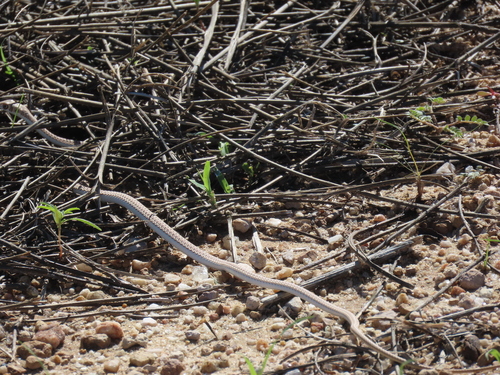 Cape Sand Snake