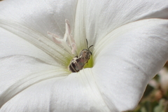 Halictus tripartitus