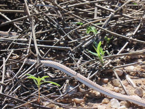 Cape Sand Snake