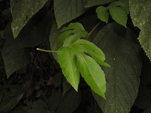 Image of Passiflora vitifolia by (c) geosesarma, some rights reserved (CC BY)
