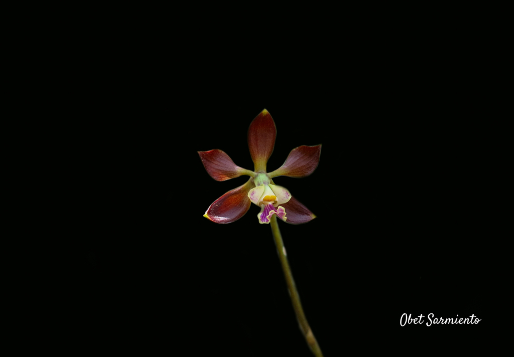 Encyclia dickinsoniana (Withner) Hamer
