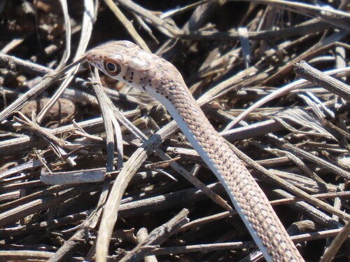 Cape Sand Snake