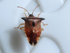Elasmucha ferrugata
