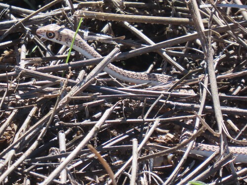Cape Sand Snake