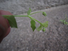 Peronospora alsinearum