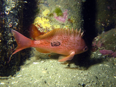 Caesioperca lepidoptera