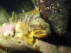 Helicolenus percoides