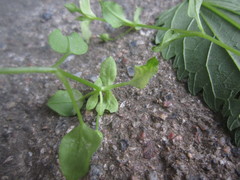 Peronospora alsinearum