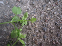 Peronospora alsinearum