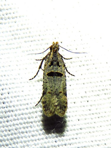 Deltophora glandiferella photo 3