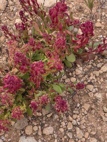 Rumex bucephalophorus gallicus