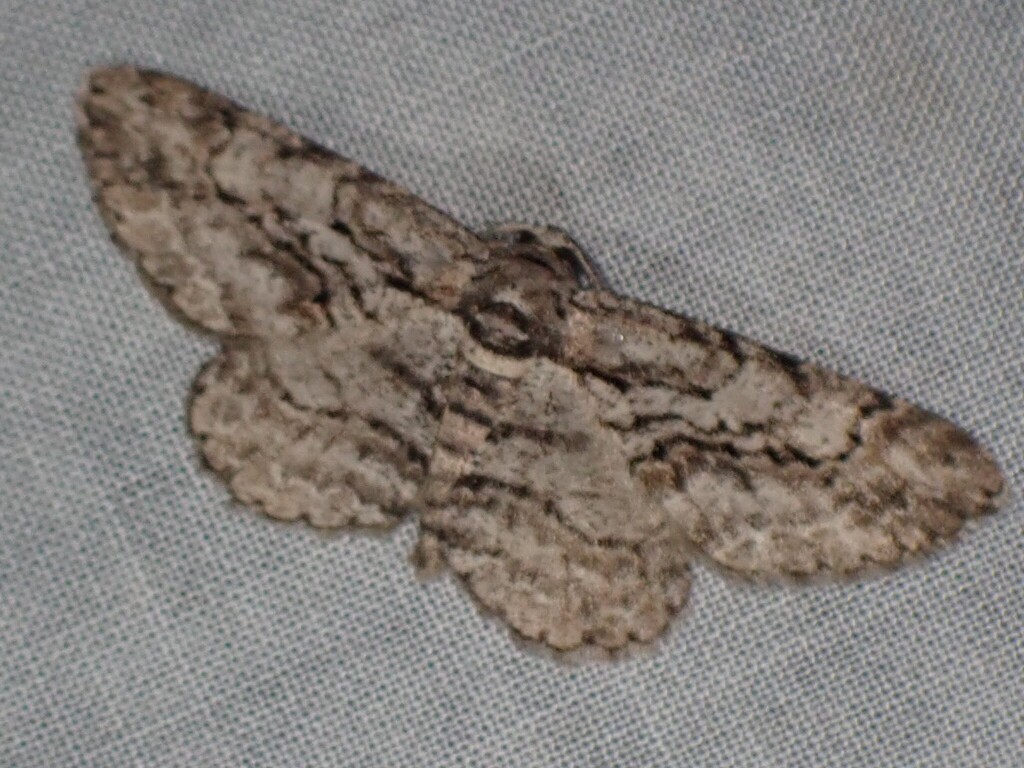 North American Common Gray from Sauk County, WI, USA on May 30, 2021 at ...