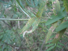 Uromyces viciae-fabae