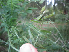 Uromyces viciae-fabae