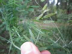 Uromyces viciae-fabae