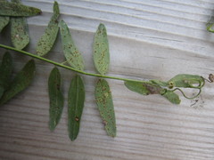 Uromyces viciae-fabae