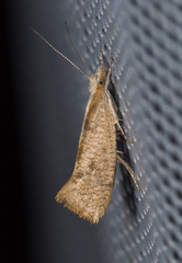 Ypsolopha lucella