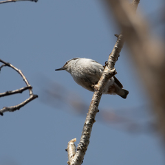 Sitta europaea albifrons