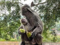 Trachypithecus selangorensis