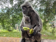 Trachypithecus selangorensis