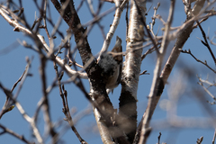 Sitta europaea albifrons