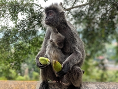 Trachypithecus selangorensis