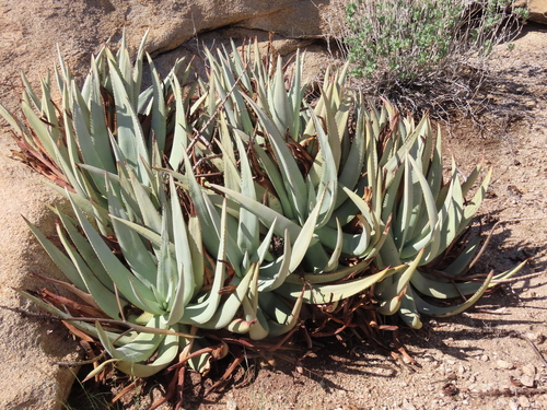 Image of Aloe namibensis by no rights reserved