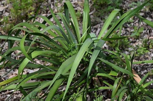 Image of Yucca flaccida by no rights reserved