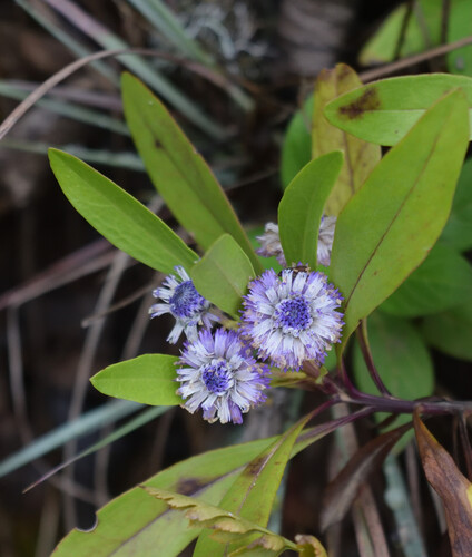 Globularia amygdalifolia