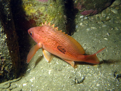 Caesioperca lepidoptera