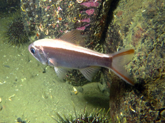 Optivus elongatus
