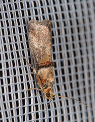 Acrobasis tumidana