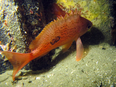 Caesioperca lepidoptera