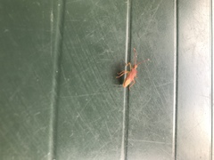 Gonocerus insidiator