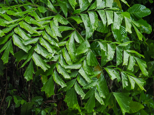 Caryota mitis