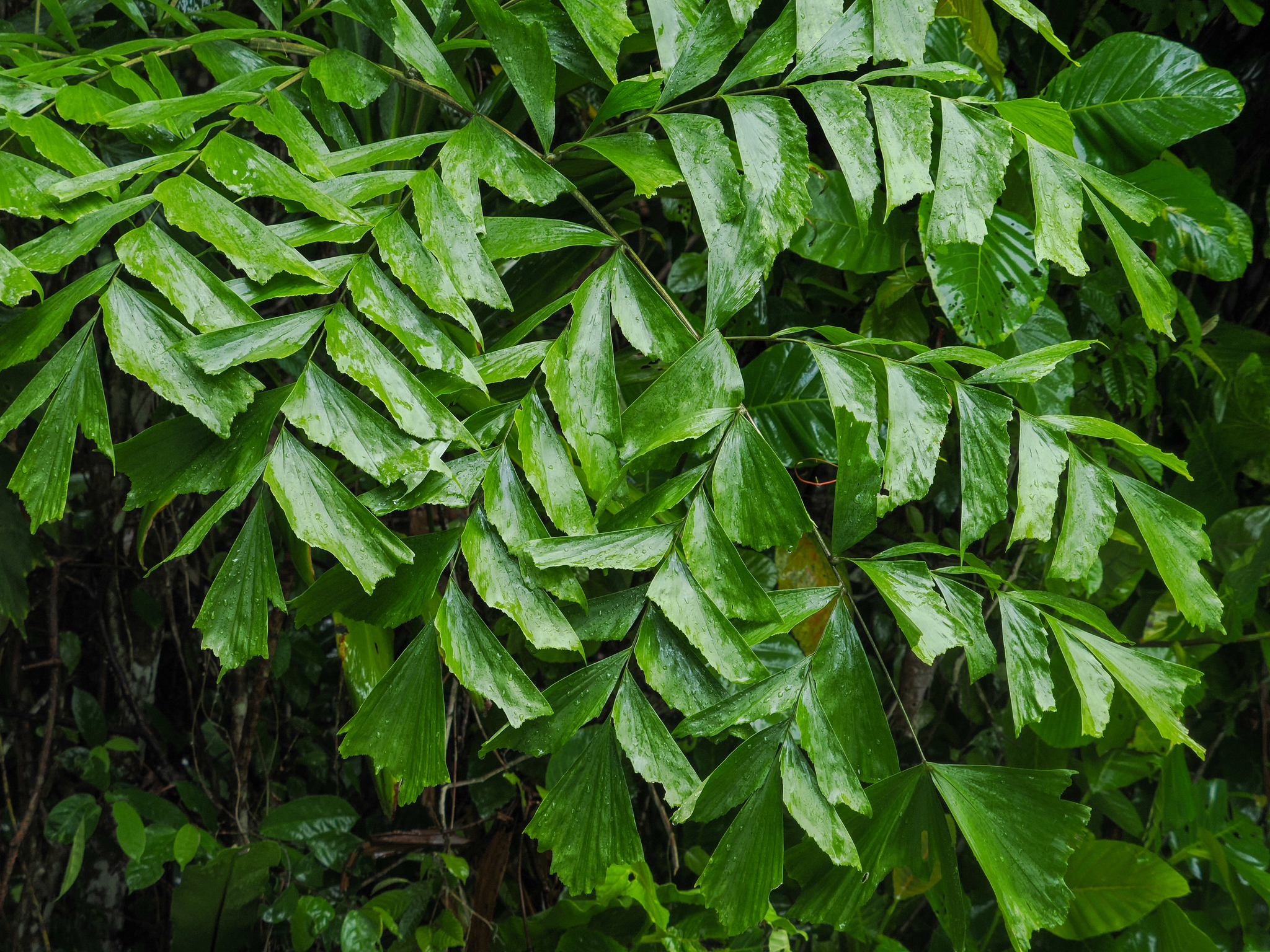 Caryota mitis
